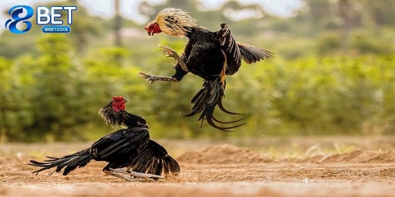 Những cách xem ngày đá gà cực chuẩn xác